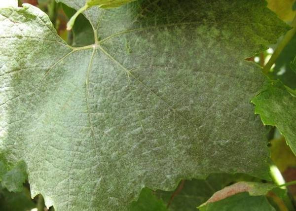 Оидиум винограда  меры борьбы c мучнистой росой с фото