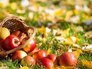 Осенние яблони: знакомимся с сортами и особенностями ухода - фото