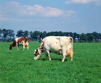 Особенности кормления высокопродуктивных коров - фото