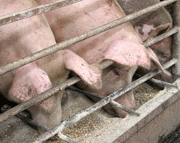 Откорм вьетнамских и других пород свиней на мясо - фото