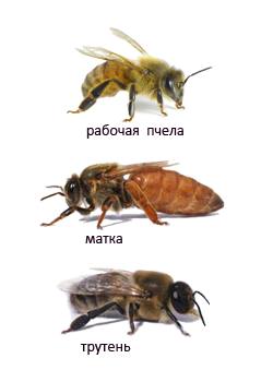 Отличие трутней от разных пород пчел в фотографиях - фото