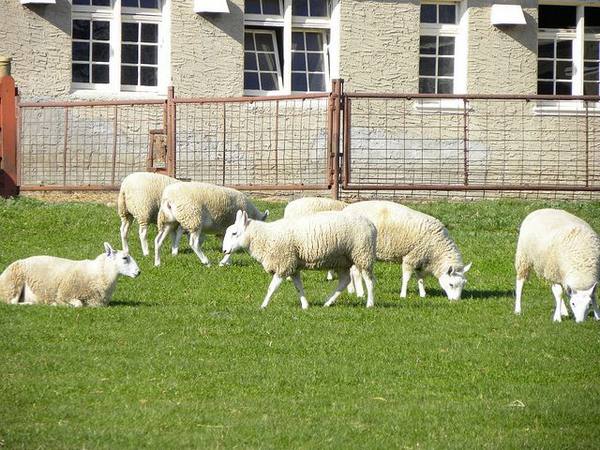 Овцеводство, как бизнес: советы начинающему фермеру - фото