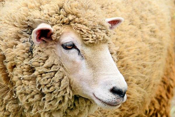Описание овец Прекосы: скороспелая мясо-шерстная порода - фото