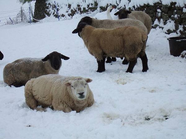 Как овцам пережить зиму с фото