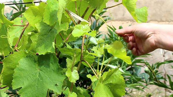 Пасынкование и летние виды обрезки виноградной лозы - фото