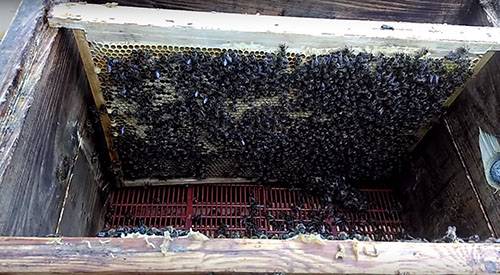 Формирование пчелиного отводка - фото