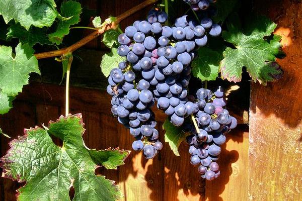 Период вегетации у винограда - фото