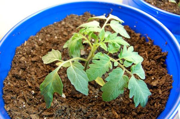 Ошибки выращивания рассады помидор: сохнут листья - фото