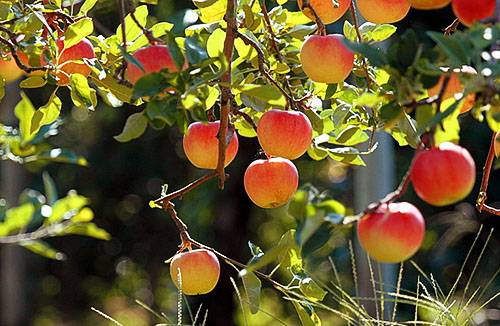 Узнайте почему трескаются и гниют яблоки на яблоне с фото
