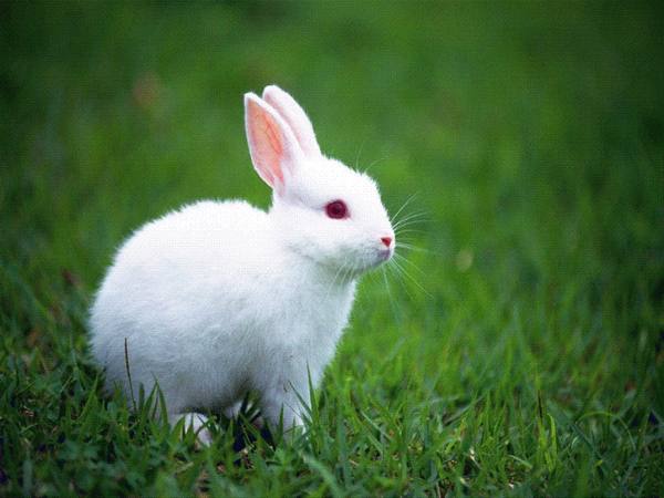 Почему у кролика красная моча: причины и что делать - фото