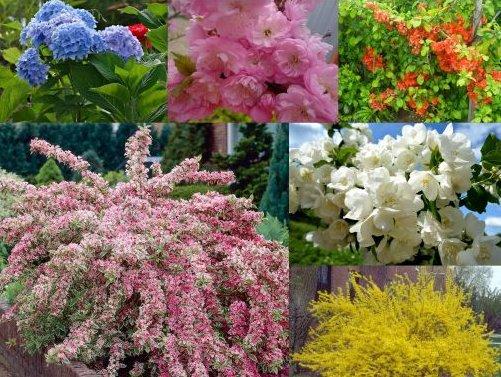 Подборка кустарников, цветущих весной, с описанием и фото - фото