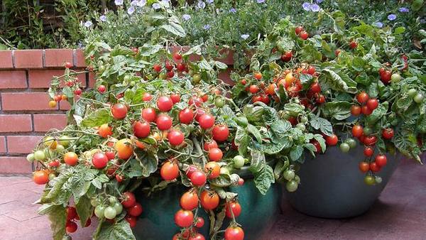 Как вырастить помидоры черри на балконе или подоконнике - фото
