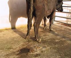 Понос у коровы: лечение в домашних условиях народными средствами - фото
