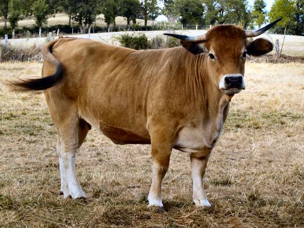 Порода коров обрак: описание, фото и отзывы - фото