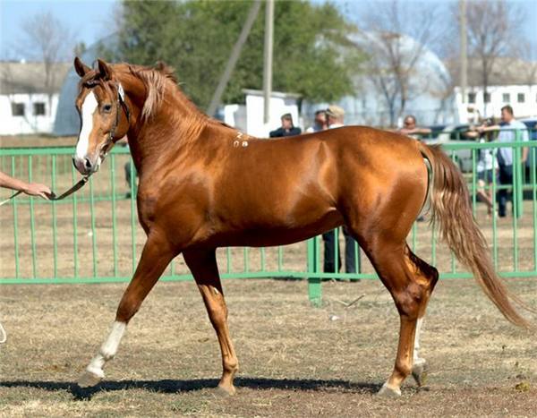 Порода лошадей Донская: фото и описание - фото