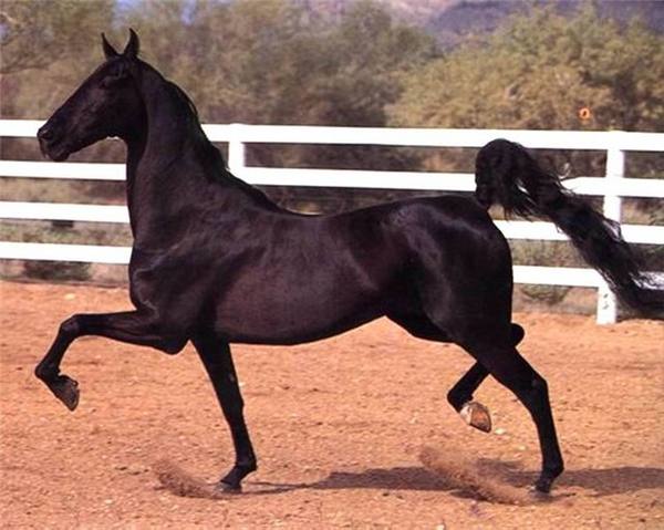Порода лошадей Иноходцы: видео,  история и описание с фото