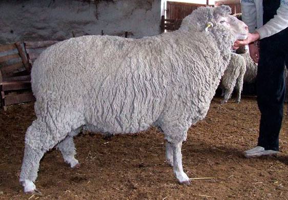 Порода овец Прекос: фото, описание, содержание - фото