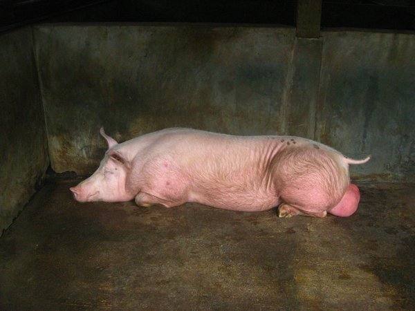Порода свиней свинобык: фото, описание, отзывы с фото