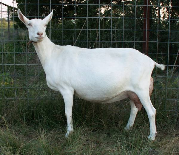 Породы домашних коз молочного направления без рогов - фото
