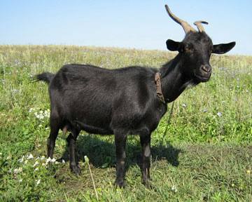 Породы дойных коз с фотографиями, названиями и видео - фото