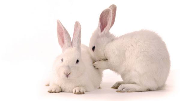 Породы кроликов с фотографиями и названиями - фото