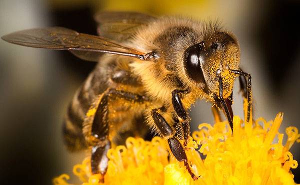 Фото и описание медоносных пород пчел - фото