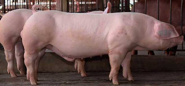 Породы свиней в Нижегородской области - фото