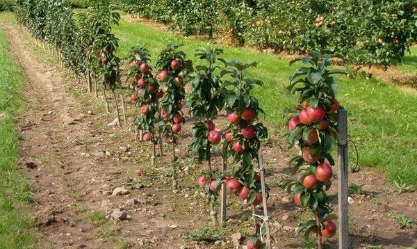 Колоновидные яблони  полноценный урожай на 6 сотках - фото
