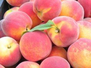 Особенности весенней обрезки персика - фото