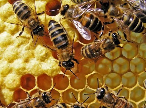 Причины массовой гибели пчел во время зимовки: видео - фото