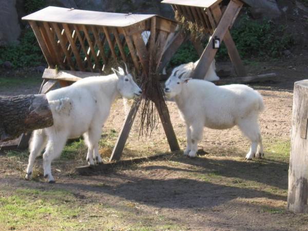 Пуховые породы коз: описание, характеристики и отзывы - фото