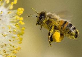 Чем полезна пчелиная пыльца, лечебные свойства и противопоказания продукта - фото