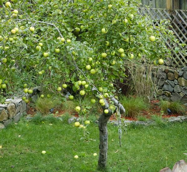 Расстояние между яблонями при посадке  полезные советы с фото