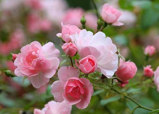 Разновидности роз: ботанические, старинные, современные - фото