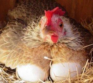 Разведение кур несушек на яйца как бизнес: видео обзор - фото