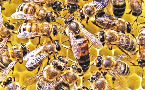 Развитие пчелиной семьи весной: как быстро нарастить - фото