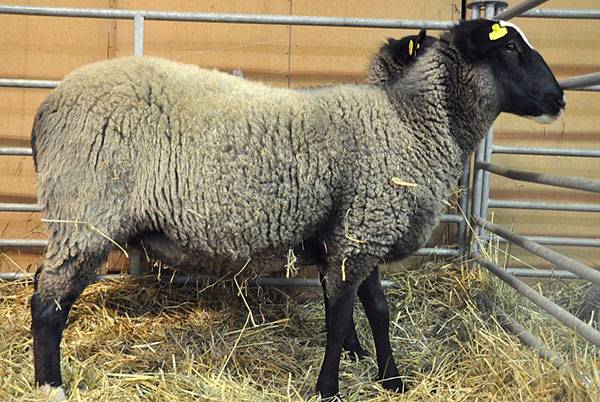 Романовская порода овец одевает в шубы полмира с фото