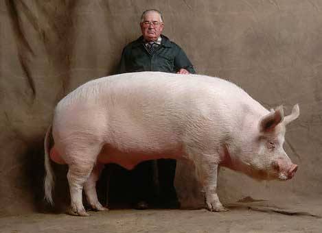 Сальные породы свиней: фото и описание - фото