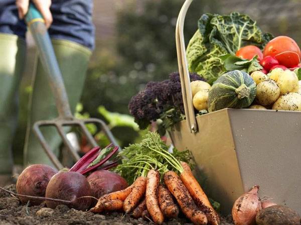 Выращивайте на своих грядках самые полезные и питательные овощи - фото
