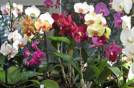 Как предотвратить и лечить орхидеи от болезней - фото