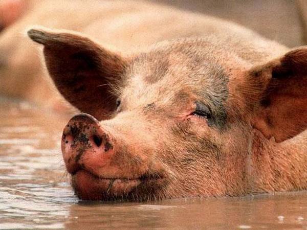 Самый эффективный откорм свиней: видео с фото