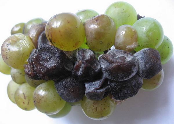Серая гниль на винограде  лечение и профилактика - фото