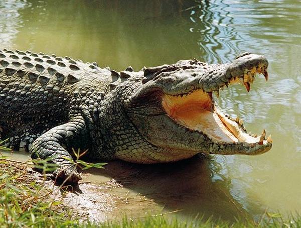 Сколько лет живет крокодил в дикой природе - фото