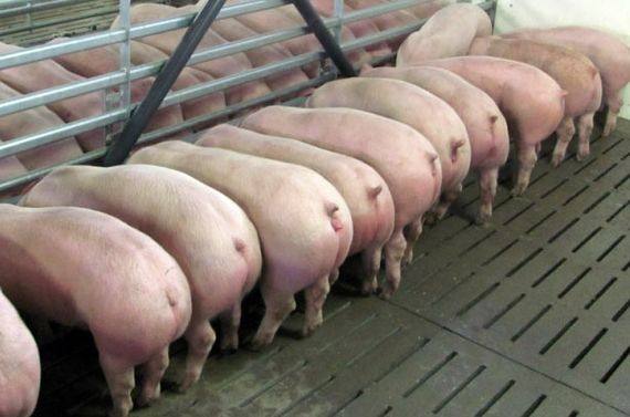 Сколько нужно корма чтобы вырастить свинью - фото