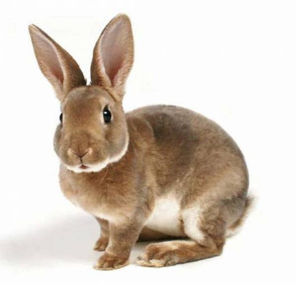 Сколько живут декоративные кролики в домашних условиях - фото