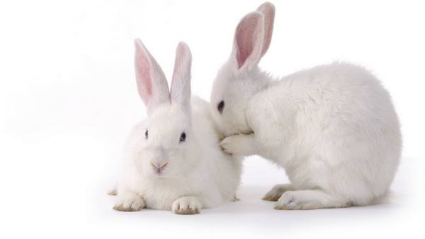 Содержание декоративных кроликов в домашних условиях: отзывы с фото