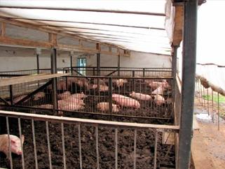 Содержание свиней в домашних условиях: видео с фото