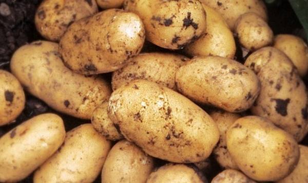Характеристика сорта картофеля Адретта - фото