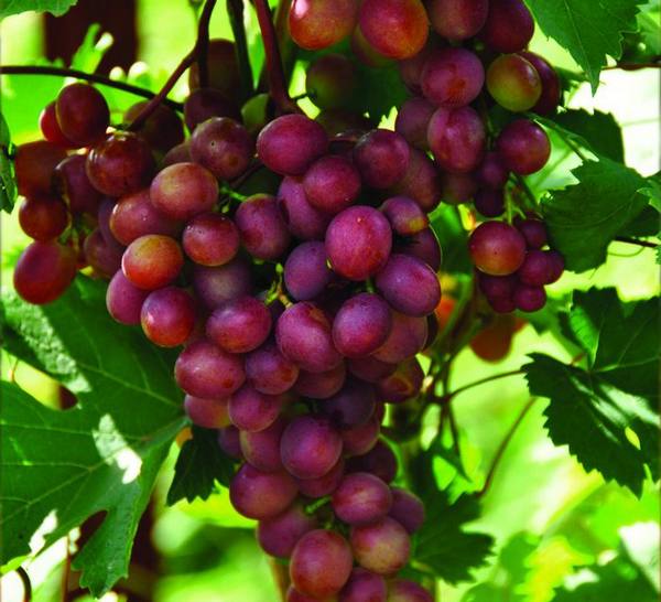 Винограда Малиновый супер: описание сорта - фото