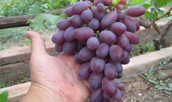 Виноград Марадона  сладкие ягоды в любую погоду - фото